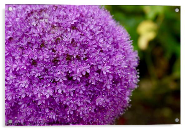 Vibrant Purple Allium Gigantium Acrylic by Penny Martin