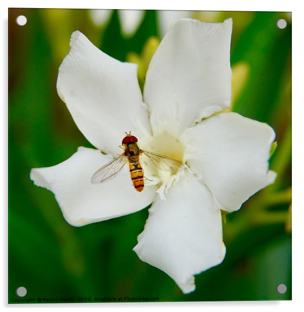 A hoverfly and an oleander flower Acrylic by Penny Martin