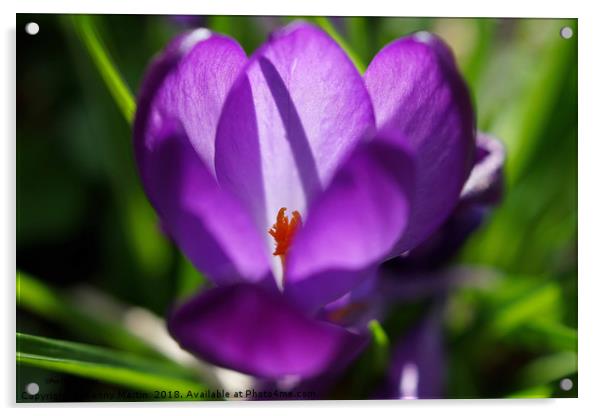 Purple Crocus in Springtime Acrylic by Penny Martin