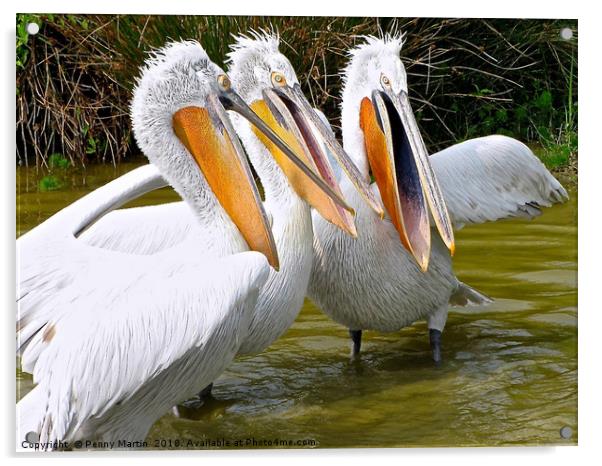 The Three Tenors (Pelicans) Acrylic by Penny Martin