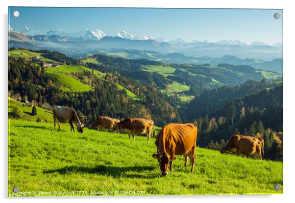 Swiss Cows Acrylic by Slawek Staszczuk