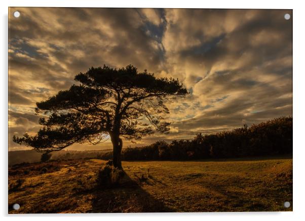 Sunset taken in The New Forest at Bolderwood Acrylic by Stewart Arnold