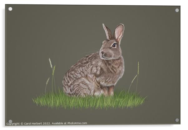 Wild Rabbit Drawing Acrylic by Carol Herbert