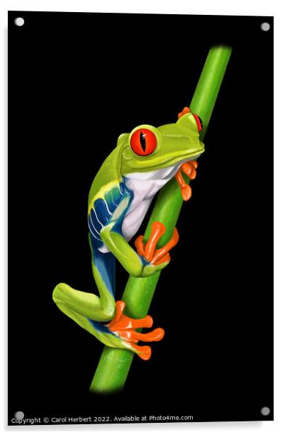 Red Eyed Tree Frog Original Art Acrylic by Carol Herbert