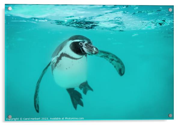 Humboldt Penguin Swimming Underwater Acrylic by Carol Herbert