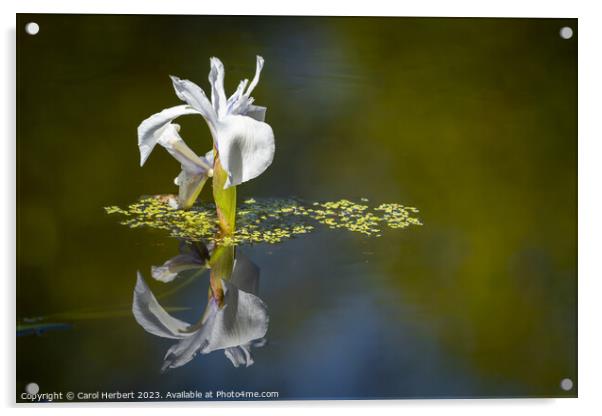White Water Iris Acrylic by Carol Herbert