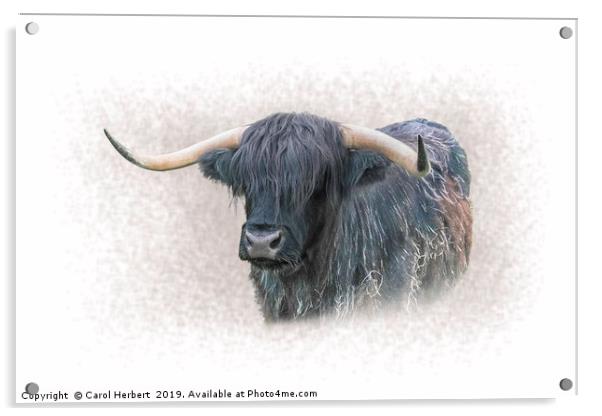 Highland Cow Acrylic by Carol Herbert