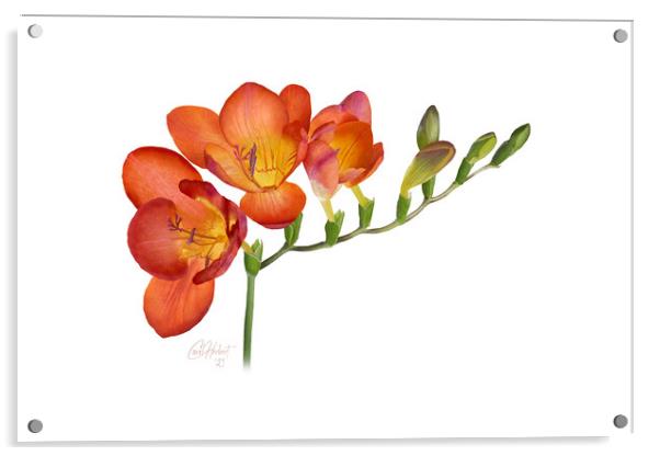 Freesia Flower Original Artwork Acrylic by Carol Herbert