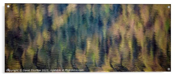 Forest Reflections Acrylic by David Thurlow