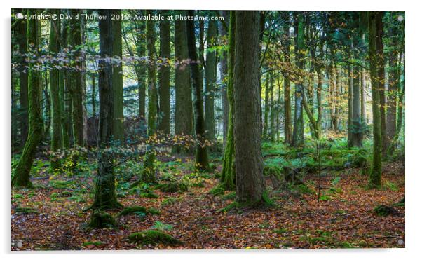 Welsh Beech Wood Acrylic by David Thurlow