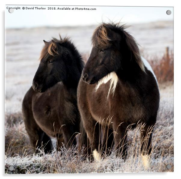 Icelandic Ponies Acrylic by David Thurlow