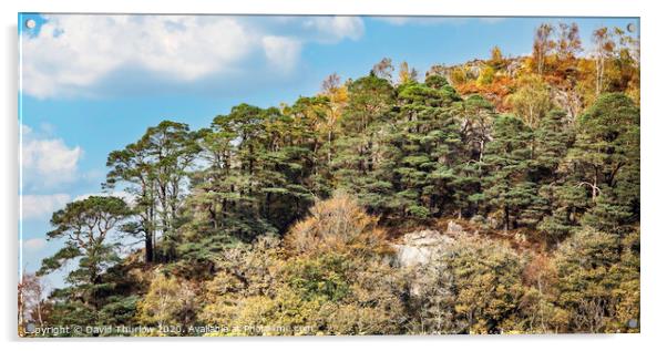 Tree Lined Hillside Acrylic by David Thurlow