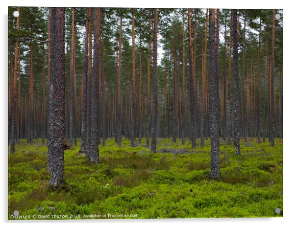 Lush Norwegian Pine Forest Acrylic by David Thurlow