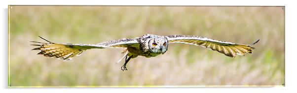 European eagle-owl Acrylic by Gary chadbond