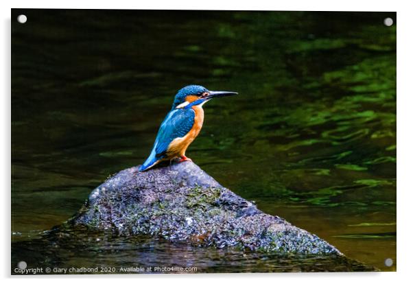 Kingfisher Acrylic by Gary chadbond