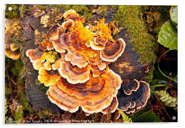 Fungi on tree-stump Acrylic by Jon Sparks