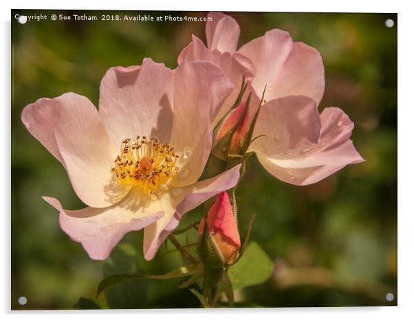 Rose Beautiful Acrylic by Sue Totham