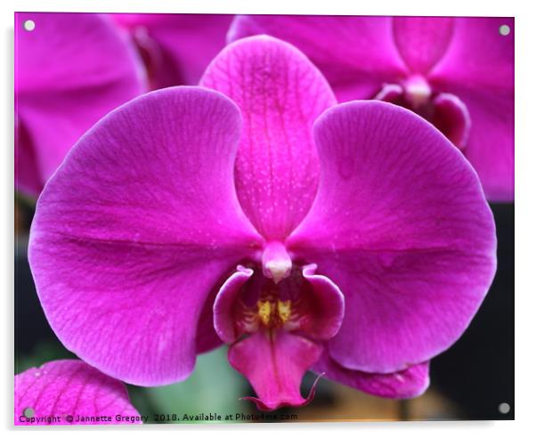 Purple Orchid Acrylic by Jannette Gregory
