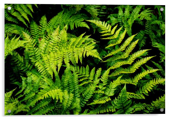 Fern leaves Acrylic by Anthony Hart