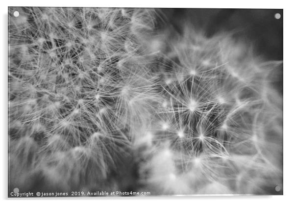 Dandelion Seeds                                Acrylic by jason jones