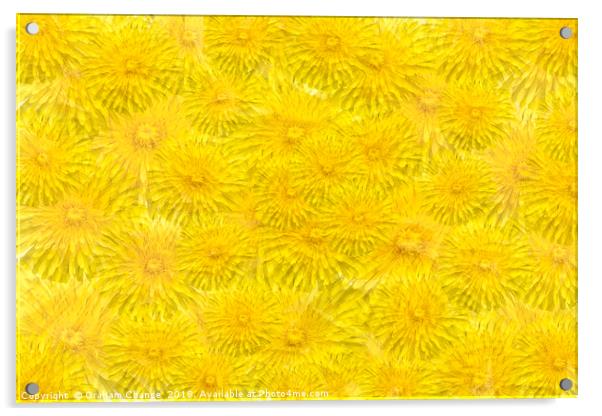 Dandelion yellow Acrylic by Graham Chance