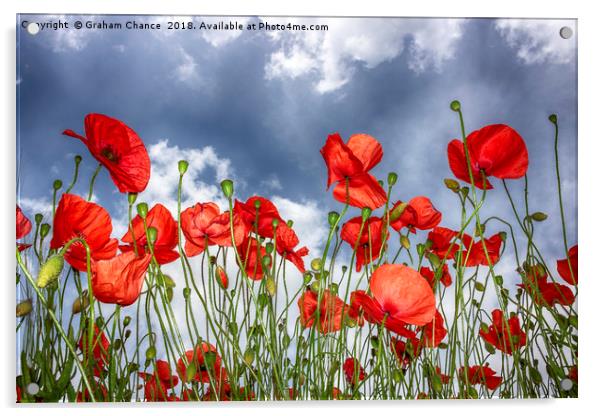Poppies Acrylic by Graham Chance