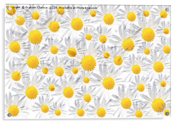 Ox-eye daisy montage Acrylic by Graham Chance