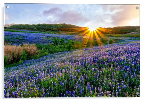 Texas Bluebonnets at Sunset Acrylic by Chuck Underwood
