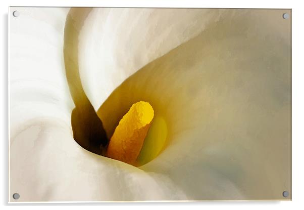 Calla Lily - Artbrush Acrylic by Chuck Underwood