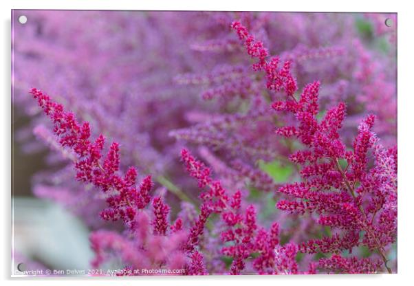 Graceful Dance of Pink Blooms Acrylic by Ben Delves