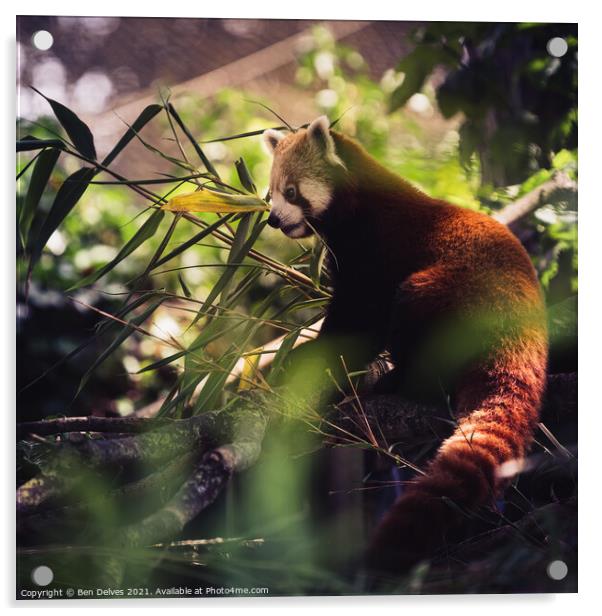 red panda in profile Acrylic by Ben Delves