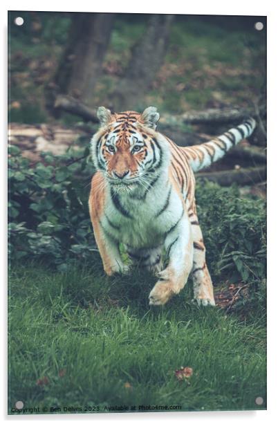 The Mighty Amur Tiger Pounces Acrylic by Ben Delves
