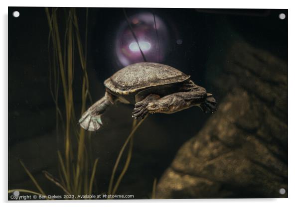 Graceful Turtle in its Underwater Realm Acrylic by Ben Delves