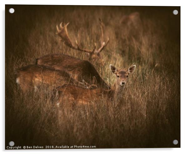 A little deer eye contact Acrylic by Ben Delves