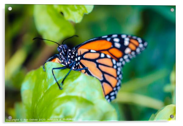 Majestic Plain Tiger Butterfly Climbing Up a Leaf Acrylic by Ben Delves