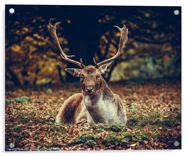 Majestic Stag Amidst Autumnal Leaves Acrylic by Ben Delves