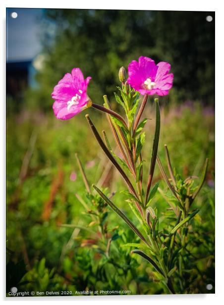 A pair of pink flowers in a wildflower meadow in O Acrylic by Ben Delves