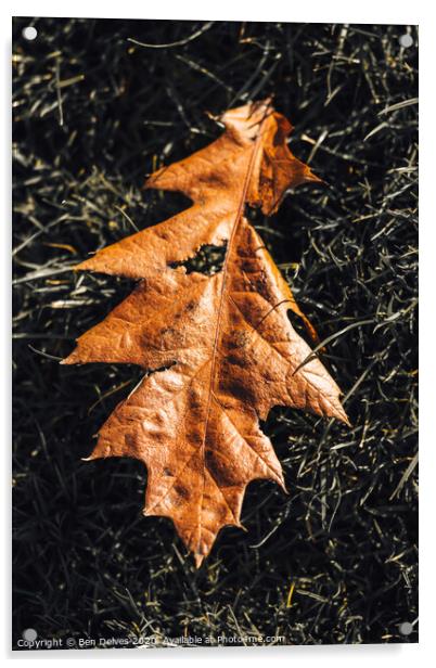 leaf on the grass Acrylic by Ben Delves