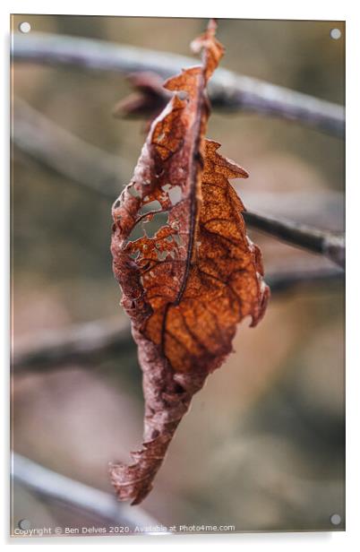 A Dying Leaf's Final Glimpse Acrylic by Ben Delves