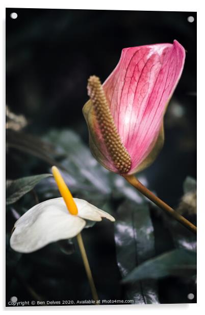 Vibrant Tropical Flower Macro Acrylic by Ben Delves
