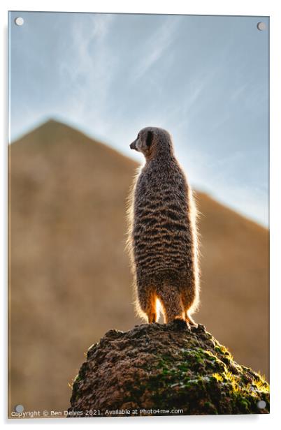 Meerkat on the rock Acrylic by Ben Delves