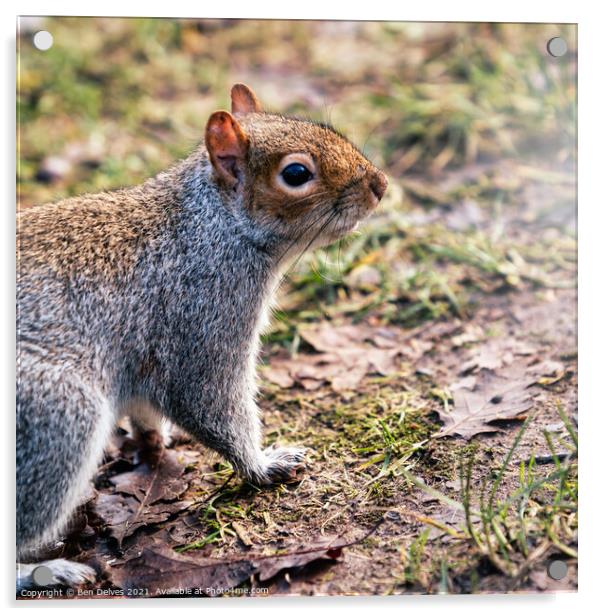 Bold and Curious Squirrel Acrylic by Ben Delves