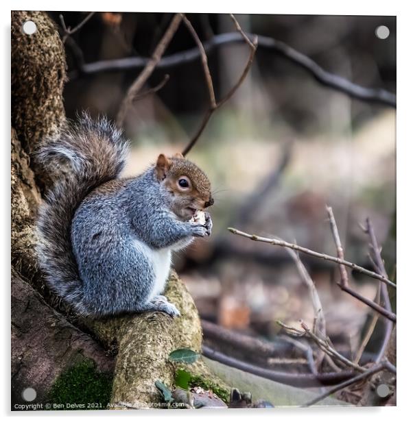 Squirrel and his nut Acrylic by Ben Delves