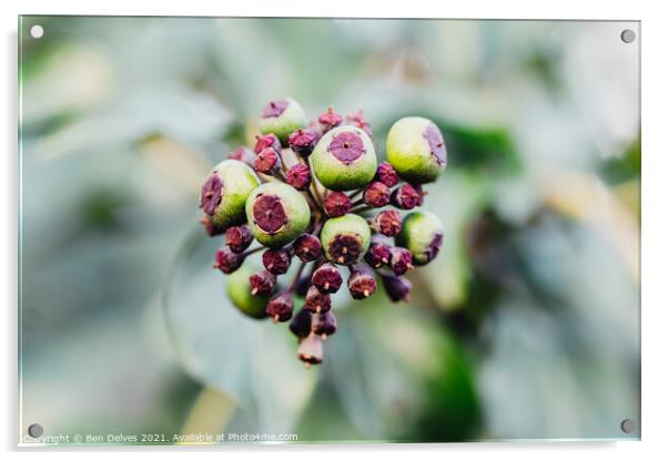 Seed pods up close Acrylic by Ben Delves