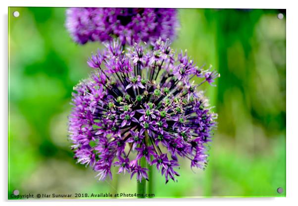 Allium Purple Flower  Acrylic by Nar Sunuwar