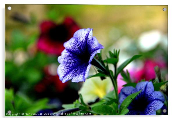Purple Cranes bill Flower   Acrylic by Nar Sunuwar