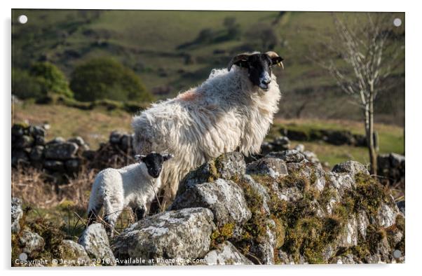 Ewe with her lamb on Dartmoor Acrylic by Jean Fry