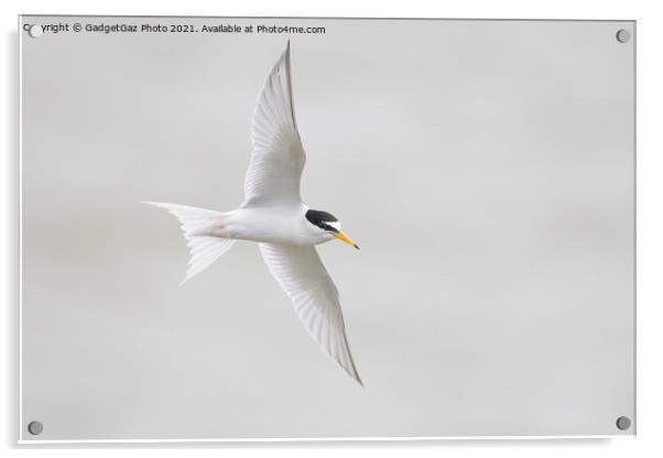 Little Tern. [Sternula albifrons] Acrylic by GadgetGaz Photo