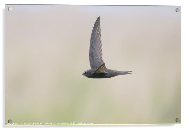 A Swift in flight Acrylic by GadgetGaz Photo