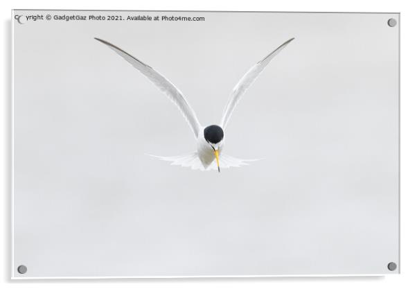 Little Tern. [Sternula albifrons] Acrylic by GadgetGaz Photo